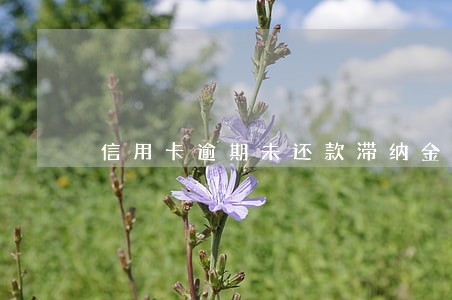 信用卡逾期未还款滞纳金