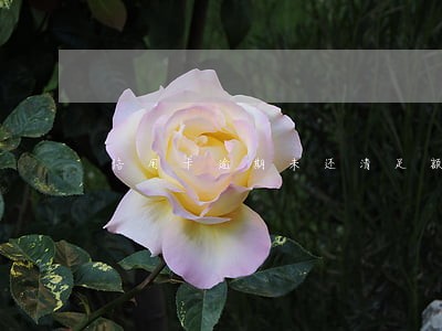 信用卡逾期未还清足额欠款
