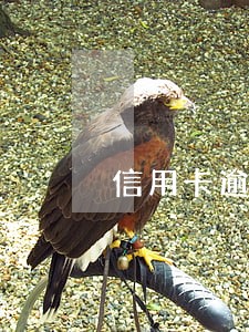 信用卡逾期未还的说明 信用卡逾期未还的说明