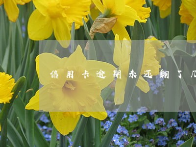 信用卡逾期未还翻了几倍