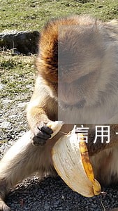信用卡逾期未还能出国劳务么 信用卡逾期未还能出国劳务么