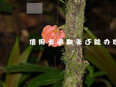 信用卡逾期未还能办理房贷吗 信用卡逾期未还能办理房贷吗