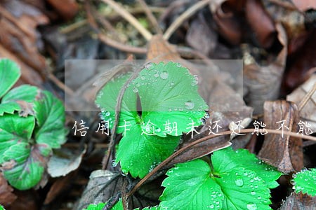 信用卡逾期未还还能不能取钱 信用卡逾期未还还能不能取钱