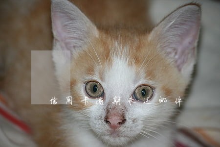 信用卡逾期未还邮件 信用卡逾期未还邮件