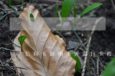 信用卡逾期未还银行卡被冻结 信用卡逾期未还银行卡被冻结