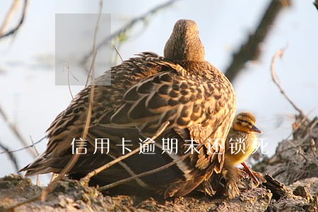 信用卡逾期未还锁死 信用卡逾期未还锁死