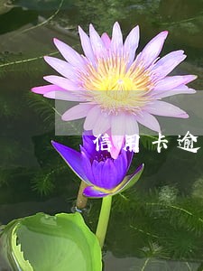 信用卡逾期未还领取结婚证