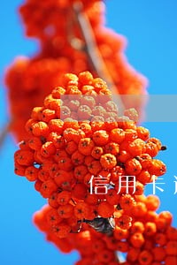 信用卡逾期未通知到本人 信用卡逾期未通知到本人
