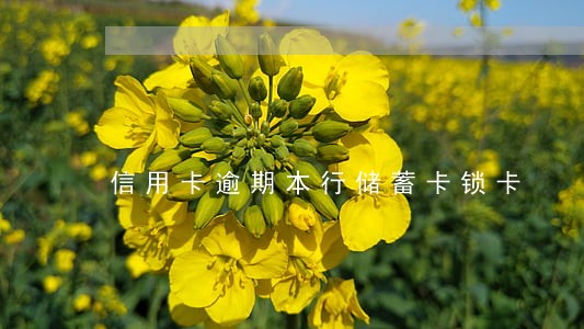 信用卡逾期本行储蓄卡锁卡 信用卡逾期本行储蓄卡锁卡