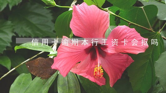 信用卡逾期本行工资卡会抠吗 信用卡逾期本行工资卡会抠吗