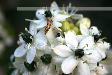 信用卡逾期本金一万以下 信用卡逾期本金一万以下