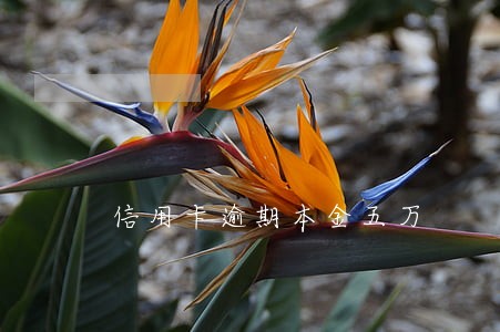 信用卡逾期本金五万 信用卡逾期本金五万