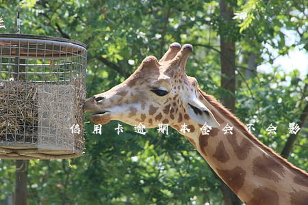 信用卡逾期本金会不会影响额度