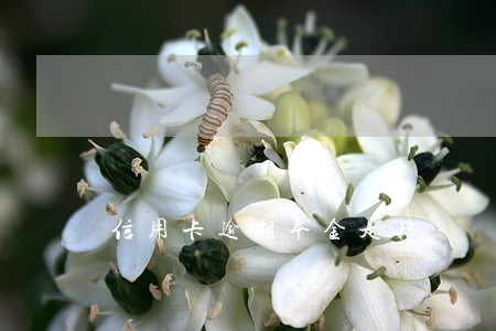 信用卡逾期本金是指