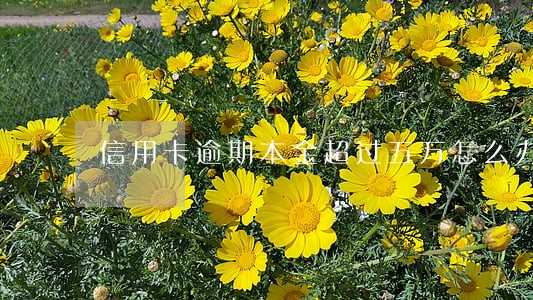 信用卡逾期本金超过五万怎么办