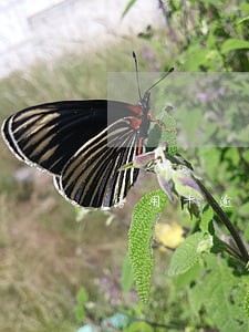 信用卡逾期本金额度