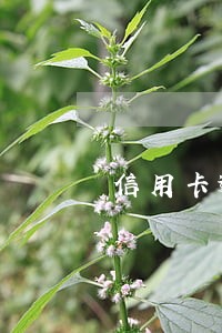 信用卡逾期来外访之后怎么办 信用卡逾期来外访之后怎么办