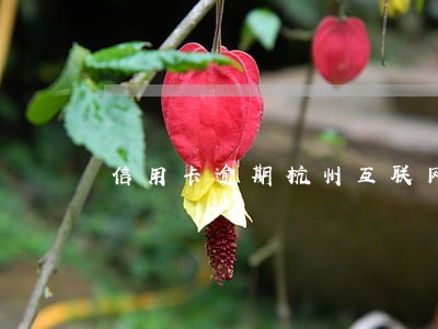 信用卡逾期杭州互联网法院 信用卡逾期杭州互联网法院