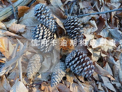 信用卡逾期构成刑事责任吗 信用卡逾期构成刑事责任吗