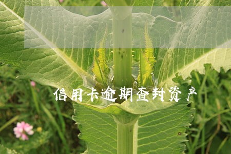 信用卡逾期查封资产 信用卡逾期查封资产