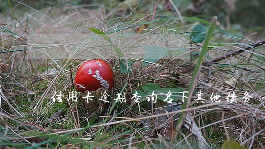 信用卡逾期查询名下其他债务 信用卡逾期查询名下其他债务