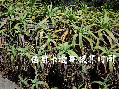 信用卡逾期核算时间 信用卡逾期核算时间