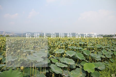 信用卡逾期核销还清 信用卡逾期核销还清