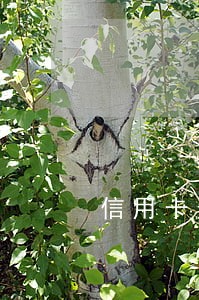 信用卡逾期根社保有关系吗 信用卡逾期根社保有关系吗