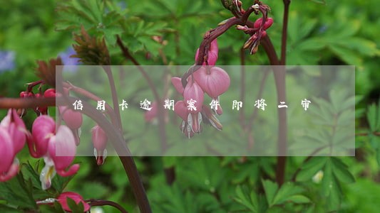 信用卡逾期案件即将二审 信用卡逾期案件即将二审