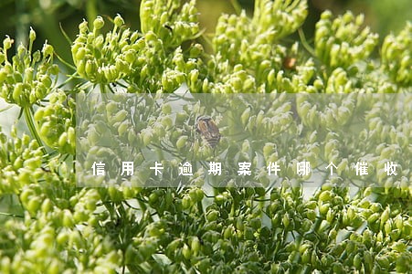 信用卡逾期案件哪个催收
