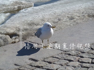 信用卡逾期案件视频 信用卡逾期案件视频
