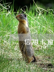 信用卡逾期案件重组 信用卡逾期案件重组
