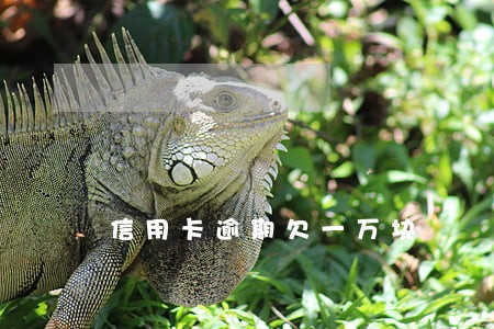 信用卡逾期欠一万块 信用卡逾期欠一万块