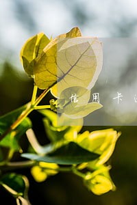 信用卡逾期欠了8000 信用卡逾期欠了8000