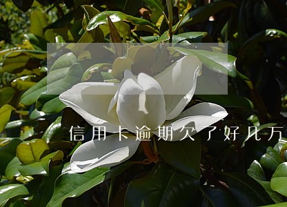 信用卡逾期欠了好几万没钱还 信用卡逾期欠了好几万没钱还