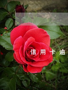信用卡逾期欠款20万怎么还