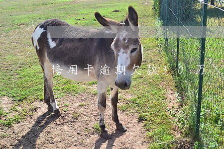 信用卡逾期欠款30万 信用卡逾期欠款30万