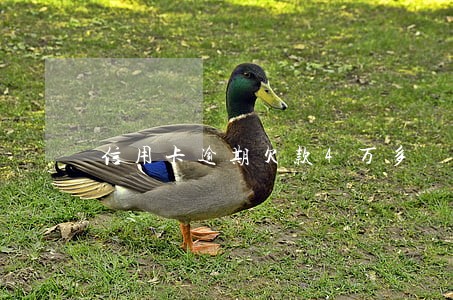 信用卡逾期欠款4万多
