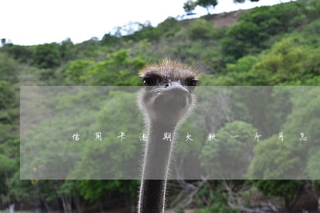 信用卡逾期欠款一个月怎么办 信用卡逾期欠款一个月怎么办