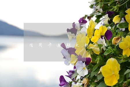信用卡逾期欠款两年 信用卡逾期欠款两年