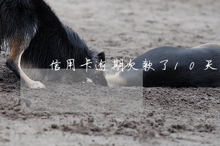 信用卡逾期欠款了10天该怎么办 信用卡逾期欠款了10天该怎么办
