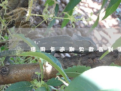 信用卡逾期欠款会到派出所吗 信用卡逾期欠款会到派出所吗