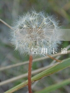 信用卡逾期欠款减免 信用卡逾期欠款减免