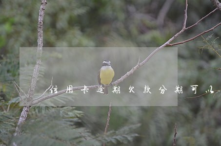 信用卡逾期欠款分期可以分多少期 信用卡逾期欠款分期可以分多少期