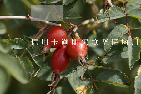 信用卡逾期欠款坚持每月还一些