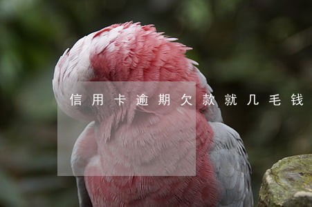 信用卡逾期欠款就几毛钱 信用卡逾期欠款就几毛钱