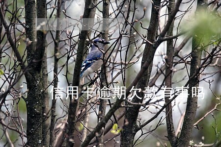 信用卡逾期欠款有事吗 信用卡逾期欠款有事吗