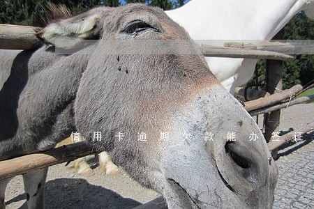信用卡逾期欠款能办签证吗