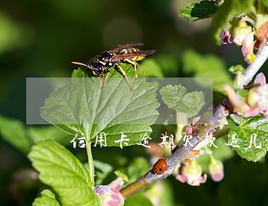 信用卡逾期欠款过几年不用还