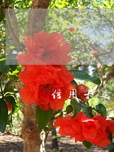信用卡逾期欠款还上后还能用吗 信用卡逾期欠款还上后还能用吗